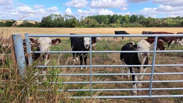 Hampshire England UK. 04.09.2026. Video. Cows of various colors are seen in a pasture with dry grass and trees in the background under a bright blue sky with clouds