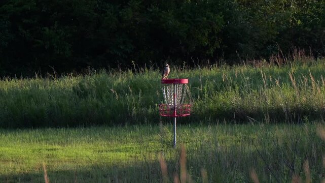 Perched juvenile red-tailed hawk observing prey from a shed roof along a rural disc golf course park in Miami County, Kansas at sunrise