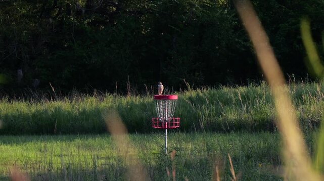 Perched juvenile red-tailed hawk observing prey from a shed roof along a rural disc golf course park in Miami County, Kansas at sunrise
