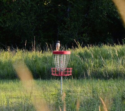 Perched juvenile red-tailed hawk observing prey from a shed roof along a rural disc golf course park in Miami County, Kansas at sunrise