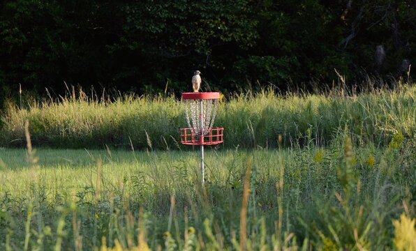 Perched juvenile red-tailed hawk observing prey from a shed roof along a rural disc golf course park in Miami County, Kansas at sunrise