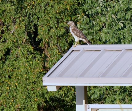 Perched juvenile red-tailed hawk observing prey from a shed roof along a rural disc golf course park in Miami County, Kansas at sunrise