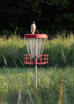 Perched juvenile red-tailed hawk observing prey from a shed roof along a rural disc golf course park in Miami County, Kansas at sunrise