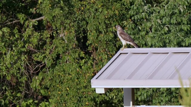 Perched juvenile red-tailed hawk observing prey from a shed roof along a rural disc golf course park in Miami County, Kansas at sunrise