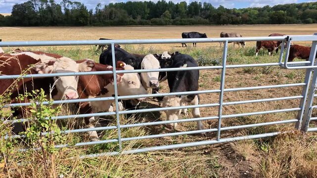 Hampshire England UK. 04.09.2026. Video. Cows of various colors are seen in a pasture with dry grass and trees in the background under a bright blue sky with clouds
