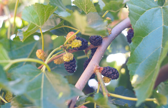 Fresh mulberries ripening on a tree branch among green leaves