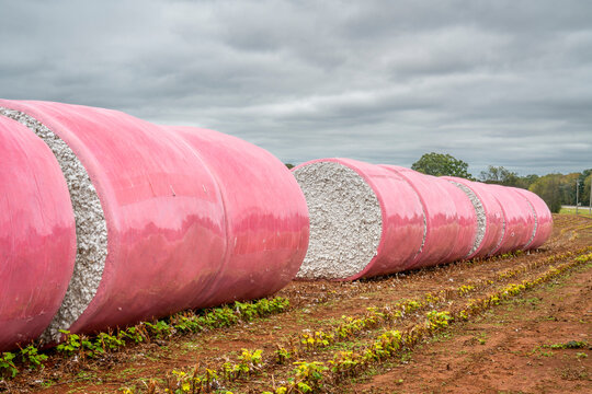 round cotton bales wrapped in pink plastic in a field in Alabama awaiting transportation to a cotton gin. The pink wrappers are a way for farmers to show support for those battling breast cancer.