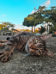 cat on the roof Cat with green eyes  © Isabella