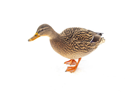 Female Mallard Duck Standing in Snow Isolated on White Background