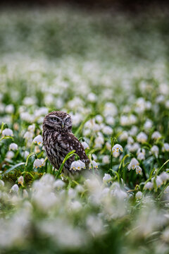 Little owl Athene noctua standing in a large blooming field of white spring snowflake flowers.