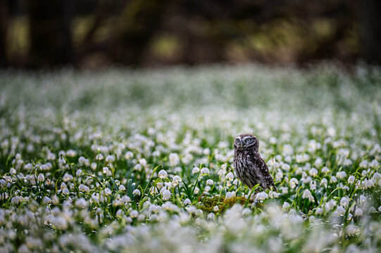 Little owl Athene noctua standing in a large blooming field of white spring snowflake flowers.