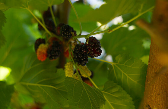 Horizontal macro shot of ripe black mulberries growing on a branch