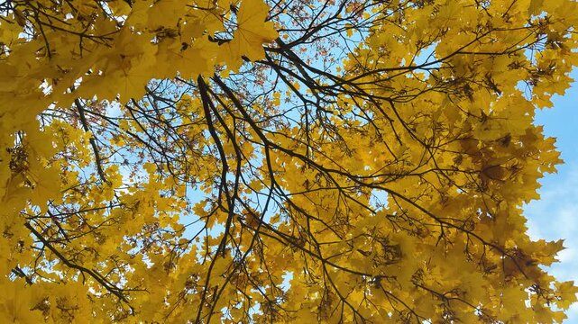 Overhead view of golden-yellow birch canopy with delicate branches and falling leaves against clear blue sky, bright midday light enhancing warm autumn tones and fine leaf detail, diagonal