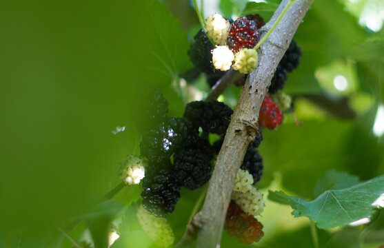 Juicy ripe black mulberries growing on a tree branch