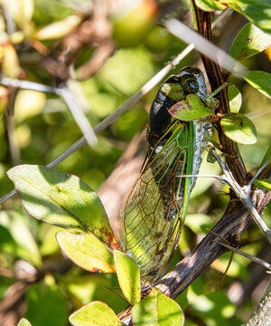 annual green cicada hiding in barberry bush closeup wings veins face eyes