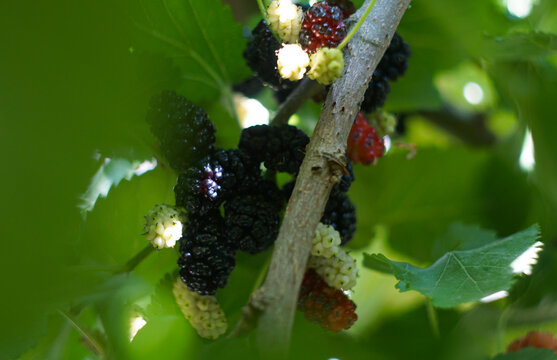 Juicy ripe black mulberries growing on a tree branch