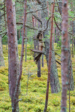 Vertical View of a Deadwood Snag Suspended in Pine Forest Trees