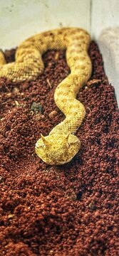 The Saharan horned viper, Cerastes cerastes, has a brownish-yellow or yellow body with a spotted pattern that helps it camouflage itself in the desert sand.