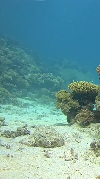 Vertical video in the Red Sea with isolated coral head on sand. A single rounded coral head sits on a broad pale sand flat, creating a simple underwater composition with open blue water.