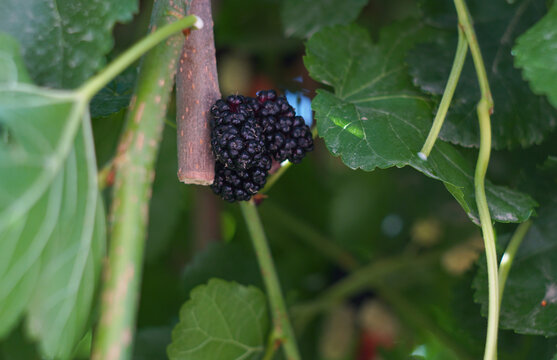 Ripe black mulberries growing on a branch near a cut stem