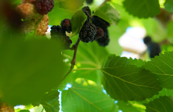 Ripe black mulberries hanging on a branch in a dense green tree