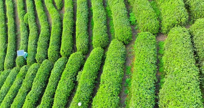 High angle view of neat rows of green tea bushes on a hillside plantation with a small solar panel device under bright daylight.