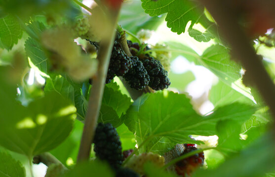 Ripe black mulberries hidden among green tree leaves