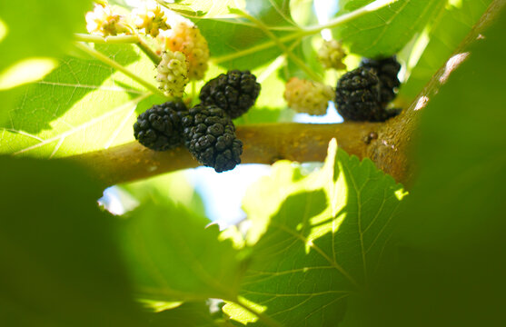 Ripe black mulberries on a thick branch in bright summer sunlight