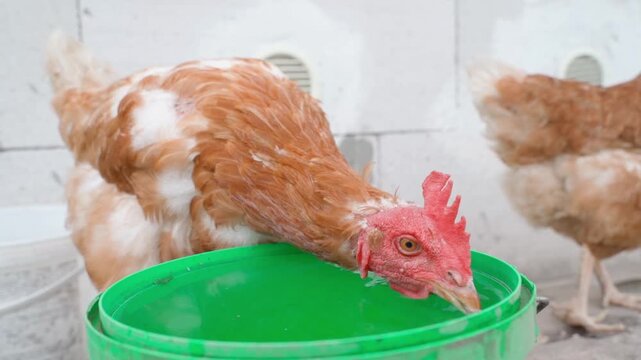 Hens drinking water from green bowl in poultry house