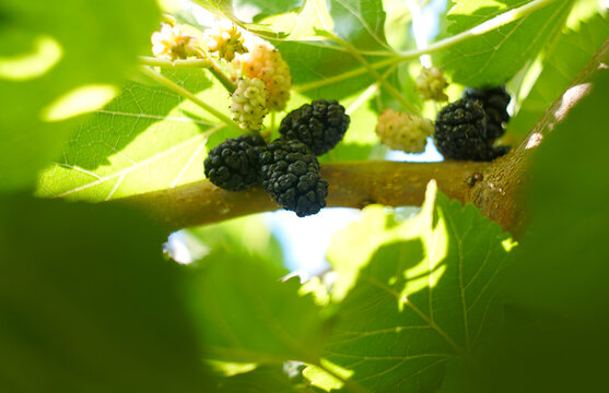 Ripe black mulberries on a thick branch in bright summer sunlight
