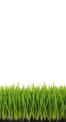 Obraz premium A row of vibrant, fresh green grass blades growing in a straight line against a solid white background, ideal for nature border designs, row, border, meadow