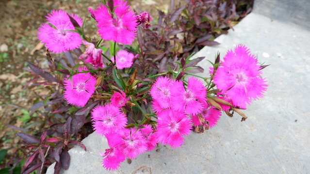 Pink dianthus flowers bloom in a green garden with a natural feel