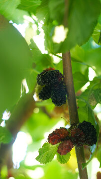Vertical macro shot of ripe black and red mulberries on a tree branch