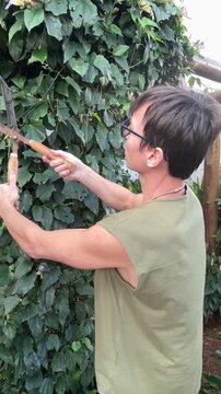 homem trabalhando em corte poda de plantas no jardim 
