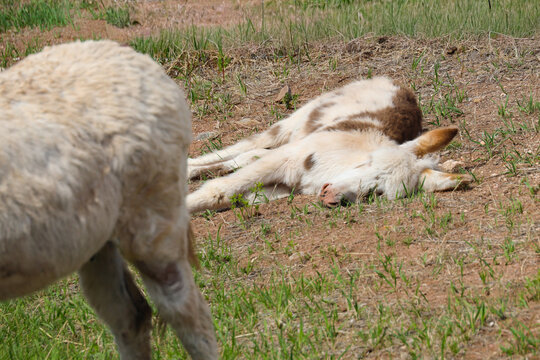 Wild burro foal with brown spots sleeping in a meadow
