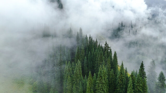 A foggy morning in the forest in the mountains, a pine forest in the clouds. Drone view
