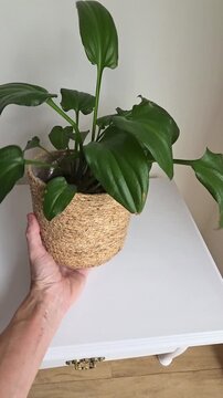 vaso de planta dentro de casa 