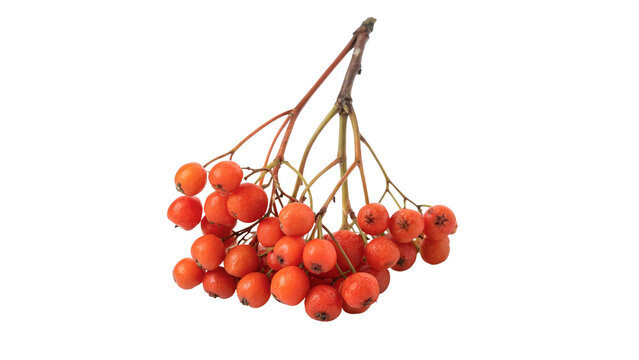 Bunch of ripe orange rowan berries branch isolated on transparent background