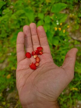 ​Freshly Picked Organic Wild Strawberries Held in Hand on Alpine Highland Trail, Artvin Savsat Turkey