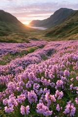 Fototapeta premium Vast field of blooming flowers at sunset in a valley surrounded by hills