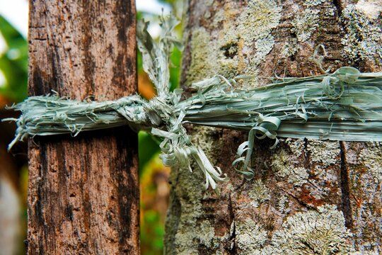 Weathered plastic raffia string tied around a rough tree trunk.