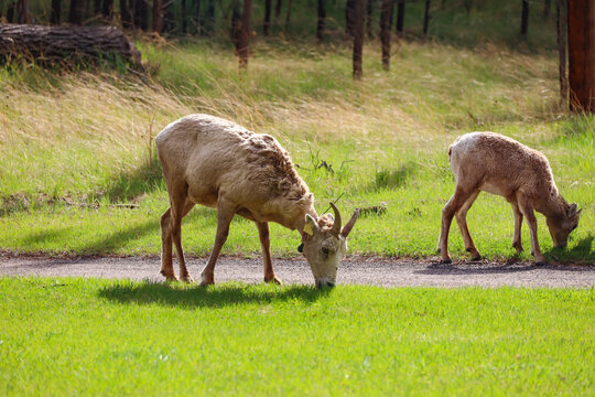 Rams in a field