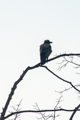 Fototapeta premium a lone black raven against a white background 