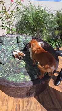 cachorros a vontade em casa 