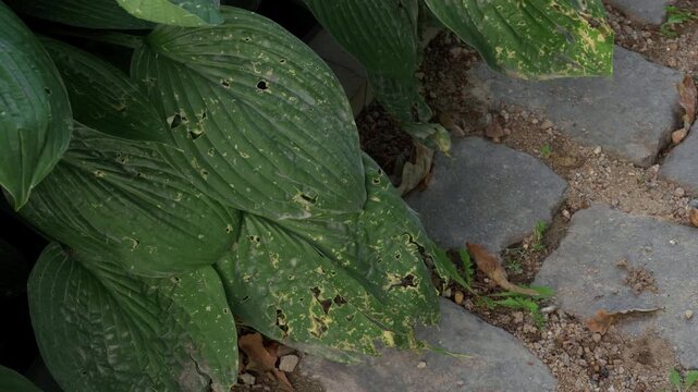Weathered hosta leaves beside gray stepping stones in muted garden light