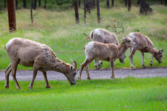 Rams herd in a field