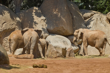 African elephant family gathering among rocks in sunny wildlife habitat © Anna Baranova