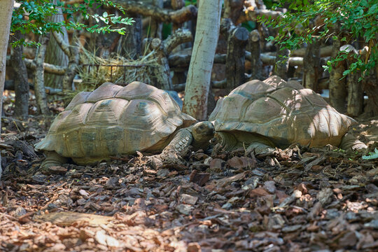 Two giant tortoises resting together in shaded natural enclosure