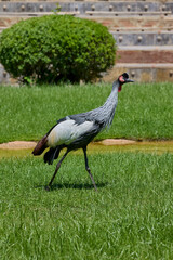 Fototapeta premium Grey crowned crane walking across green grass in sunlight
