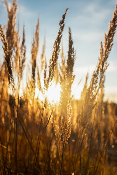 Golden field of wild grass at sunset with sun rays shining through the spikelets against a blue sky